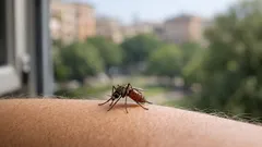 Perché le zanzare pungono di più quando la natura si impoverisce