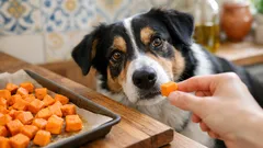 Patata dolce per cani: benefici, porzioni e quante volte a settimana