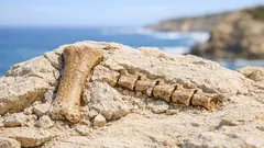 Fossili di dinosauro in Australia: 5 ossa che riscrivono la storia dei predatori del Cretaceo inferiore